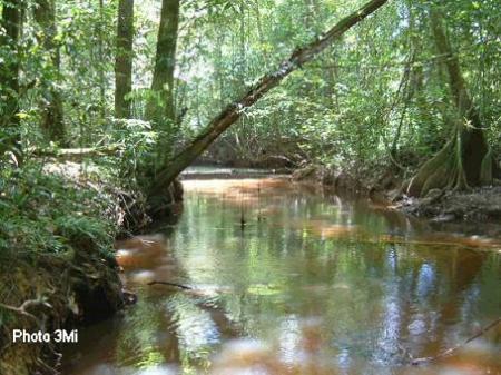 amazonie